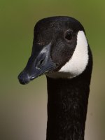 Goose5.jpg