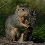 Squirrel13.jpg