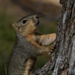 Squirrel14.jpg
