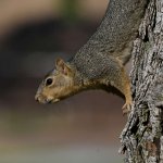 Squirrel15.jpg