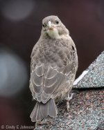 _5DX4569 low res.jpg
