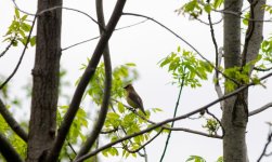 DSC_0111.jpg
