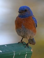 Bluebird2.jpg
