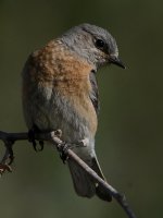 Bluebird7.jpg