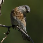 Bluebird11.jpg