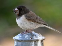 Junco4.jpg