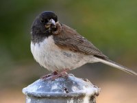 Junco3.jpg