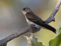 Swallow.jpg