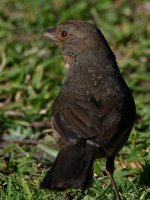 Towhee.jpg