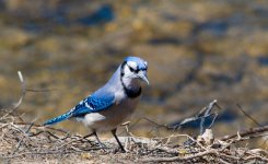 DSC_0593.jpg