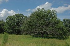 sj--oak tree--1.jpg