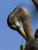 BlueHeron3.jpg