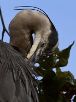 BlueHeron8.jpg