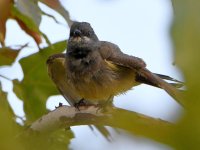 Kingbird4.jpg