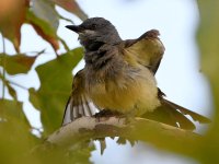 Kingbird7.jpg