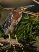 GreenHeron4.jpg