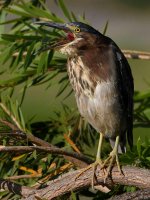 GreenHeron8.jpg