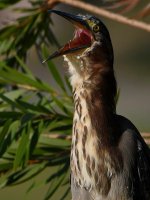 GreenHeron11.jpg