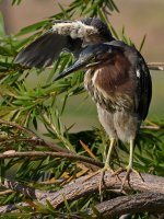 GreenHeron31.jpg