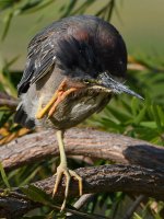 GreenHeron43.jpg
