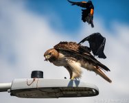 _5DX4645 low res.jpg