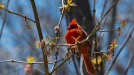 DSC_0524.jpg