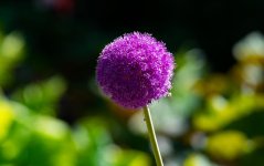 DSC_2831.jpg