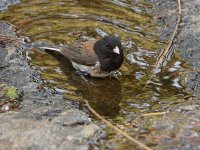 Junco6.jpg