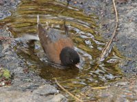 Junco7.jpg
