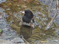 Junco9.jpg