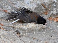 Junco10.jpg