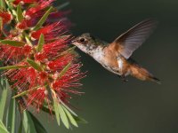 Hummer.jpg