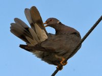 Pigeon3.jpg