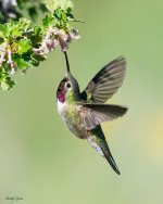 Hummer-922.jpg