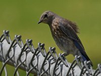 Bluebird.jpg