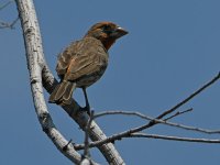 Finch.jpg