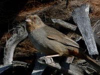Towhee2.jpg
