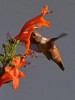 Hummer2.jpg