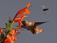 Hummer3.jpg