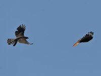 Hawk2.jpg