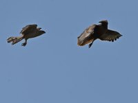 Hawk3.jpg