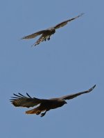 Hawk5.jpg