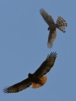 Hawk8.jpg