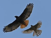 Hawk7.jpg
