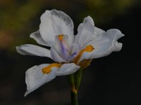 Iris.jpg