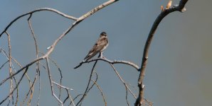 DSC_0777.jpg