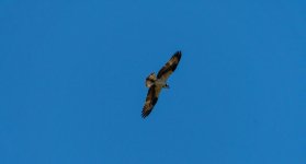 DSC_0539.jpg