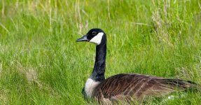 DSC_0786.jpg