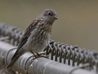Bluebird2.jpg