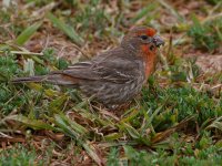 Finch2.jpg
